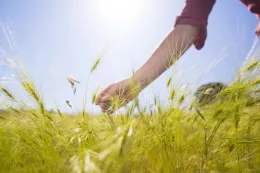 A hand touching wheatlike grass in a field.